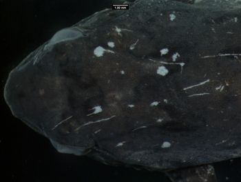 Media type: image;   Herpetology A-136757